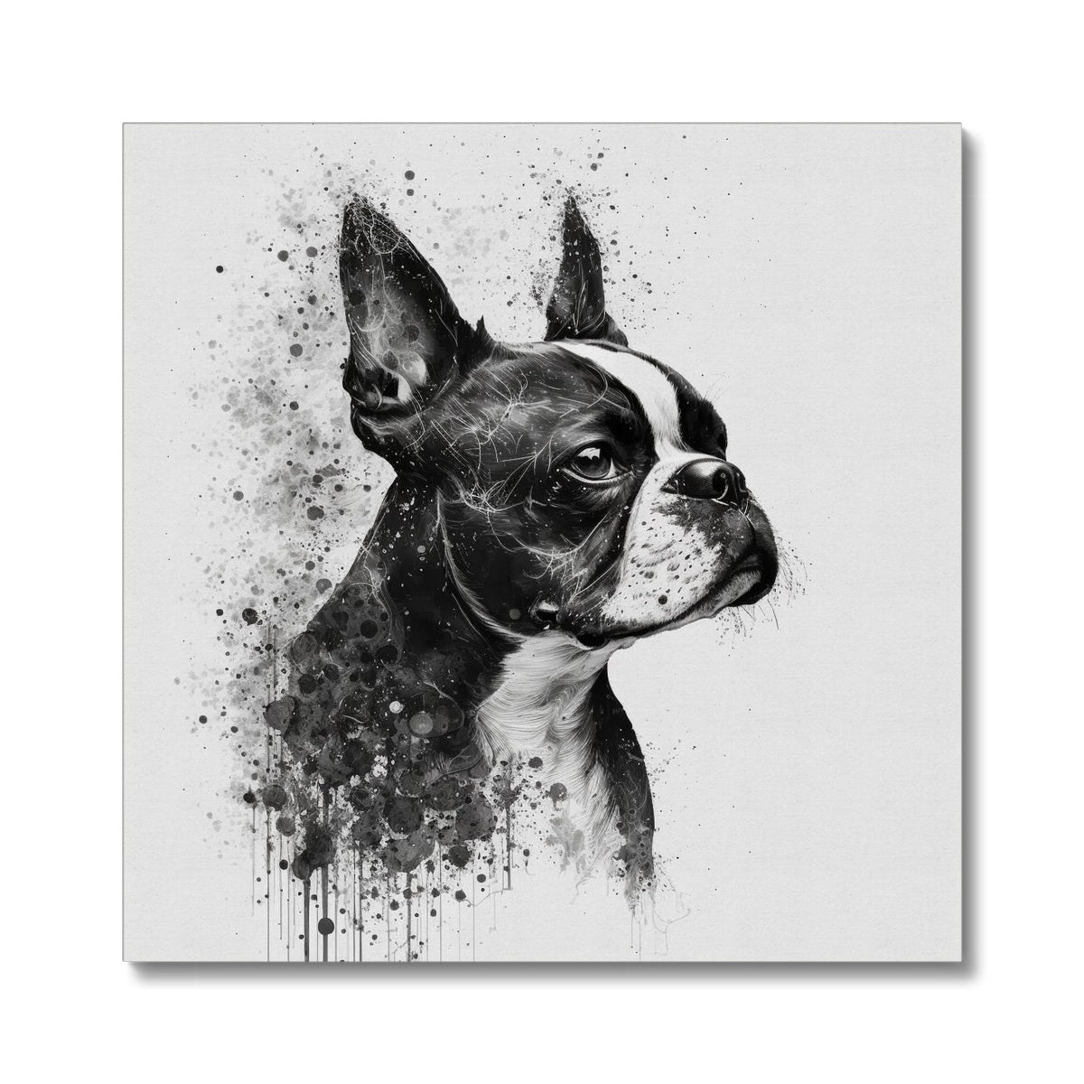 Boston Terrier 'Charcoal Collection' Canvas