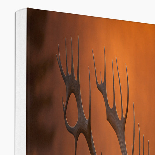 Bull Elk Landscape 'Natural Collection' Canvas